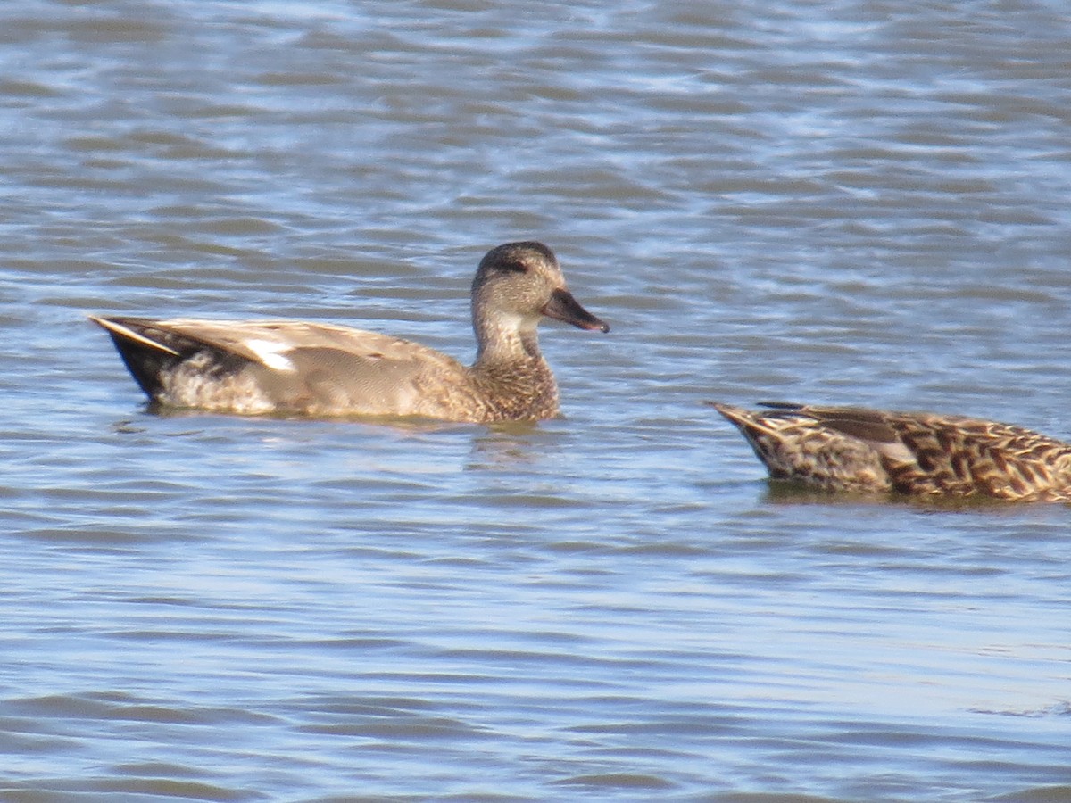 Gadwall - Hauns Froehlingsdorf
