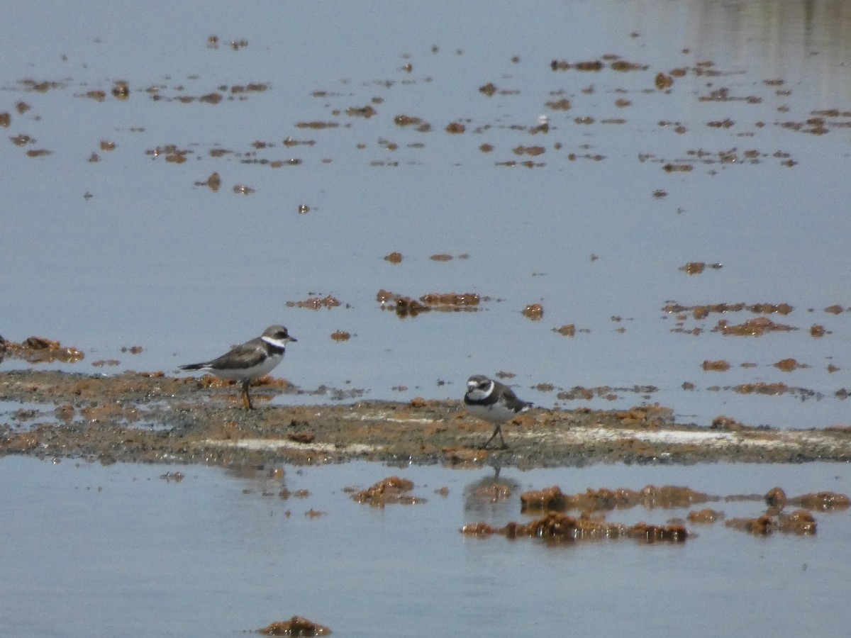 Semipalmated Plover - ML153874611