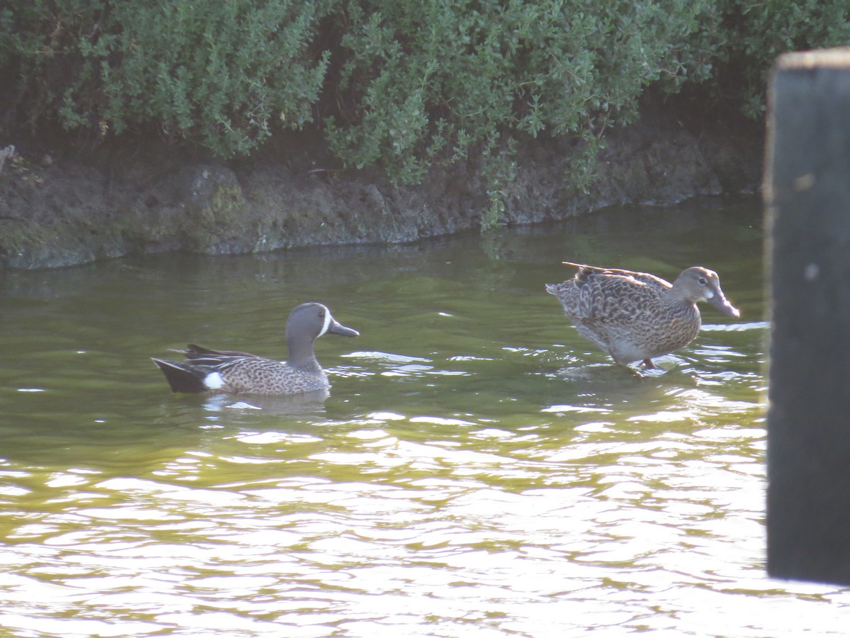 Blue-winged Teal - Hauns Froehlingsdorf