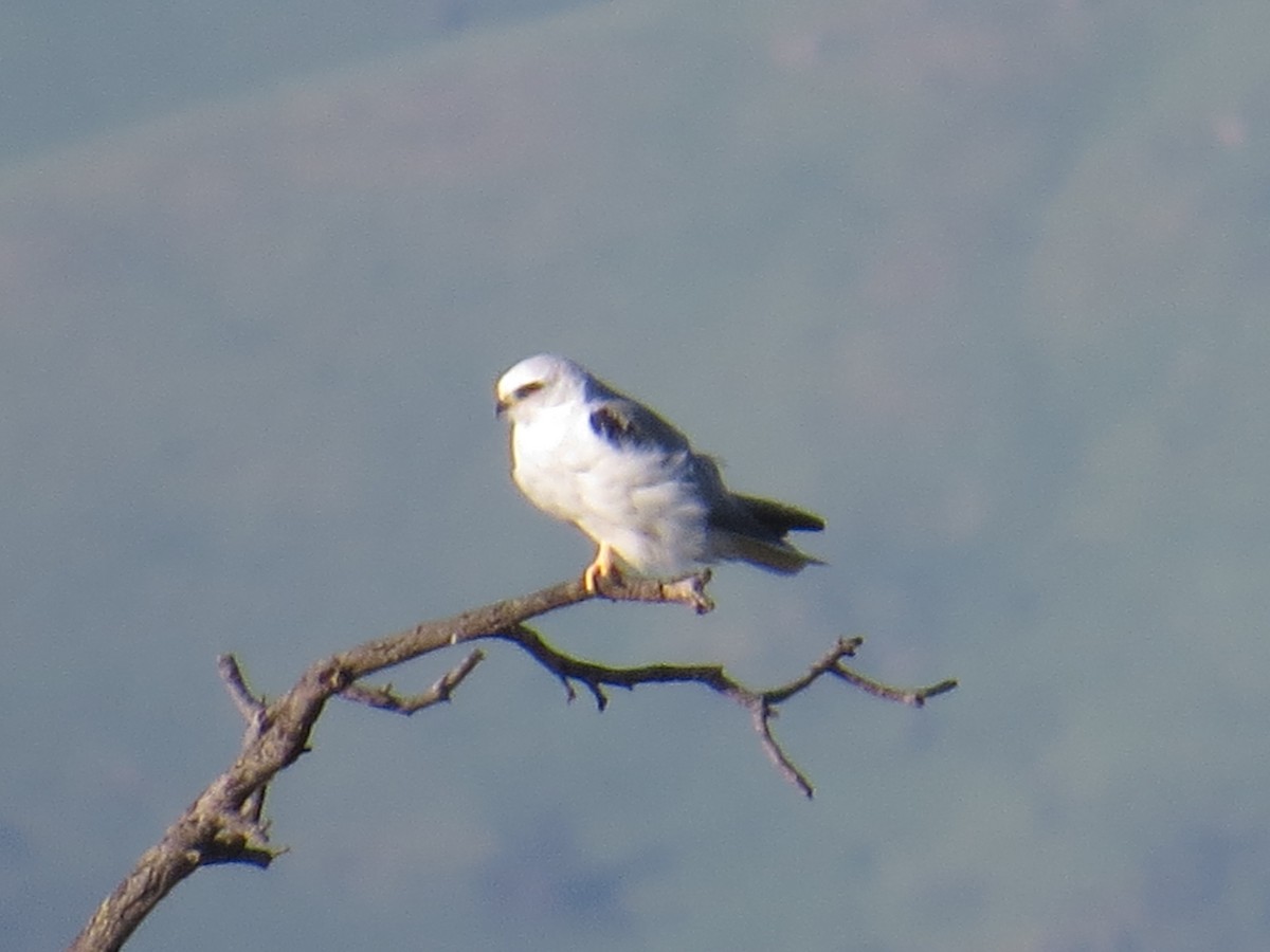 White-tailed Kite - Hauns Froehlingsdorf