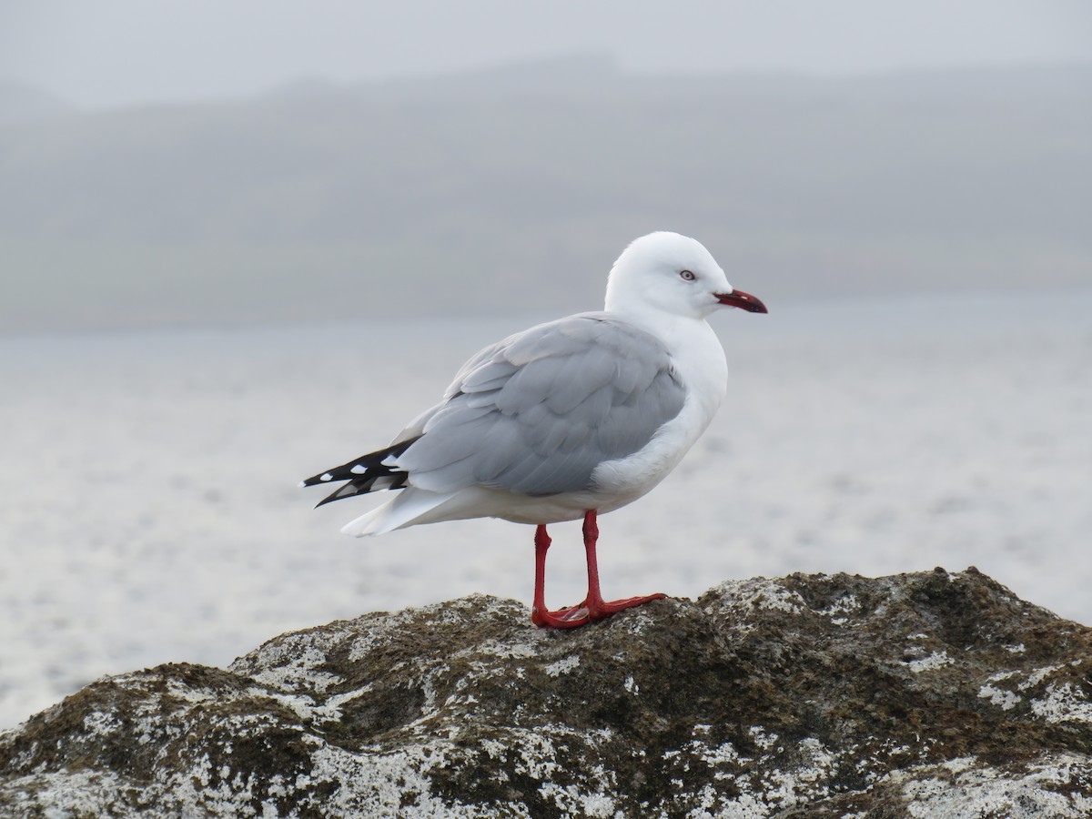 Silver Gull (Red-billed) - ML153875071