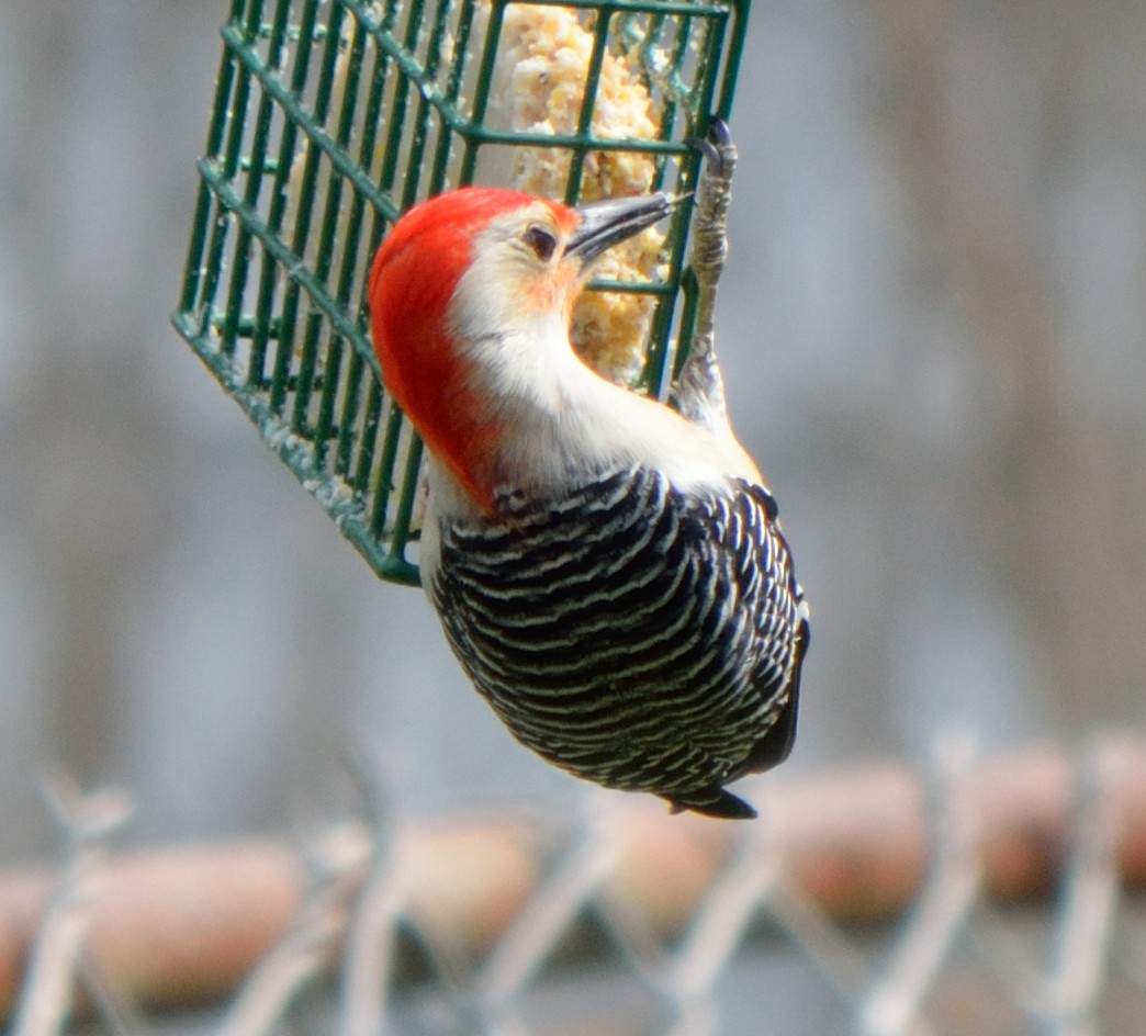 Red-bellied Woodpecker - ML153875131