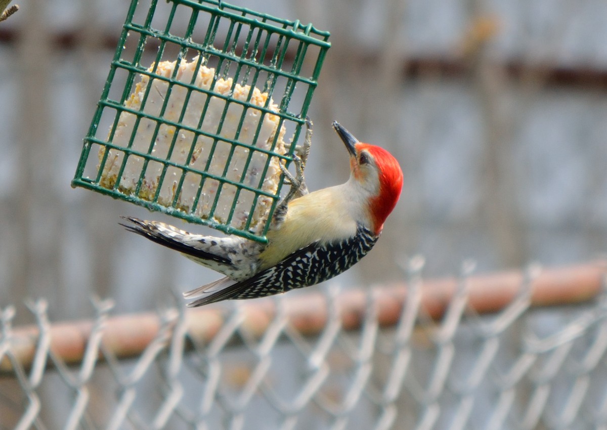 Red-bellied Woodpecker - Edward Tomes