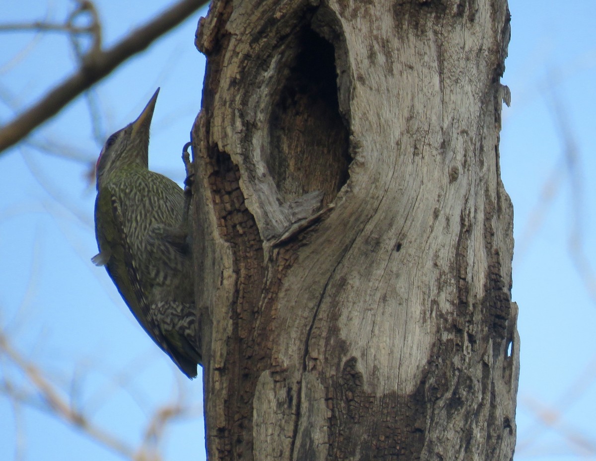 Streak-throated Woodpecker - Howard Laidlaw