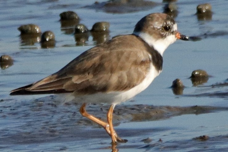 Semipalmated Plover - ML153876021