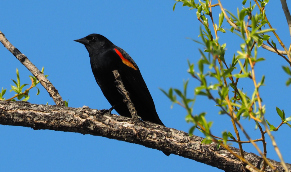 Red-winged Blackbird - Leslie S
