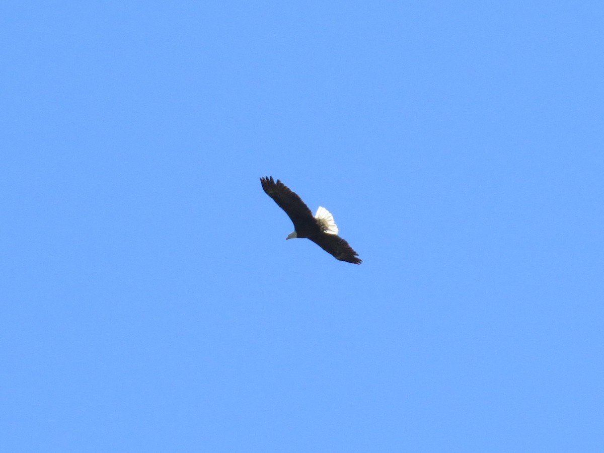 Bald Eagle - Jay Rotter