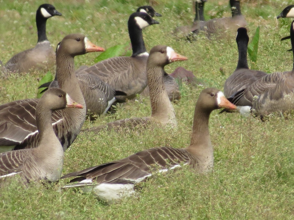 Greater White-fronted Goose - ML153876791