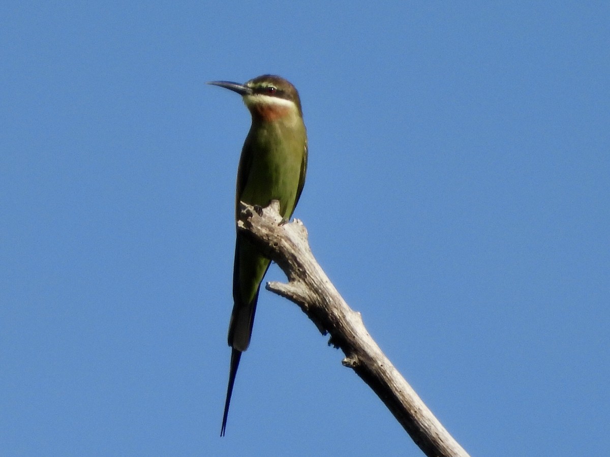 Madagascar Bee-eater - GARY DOUGLAS