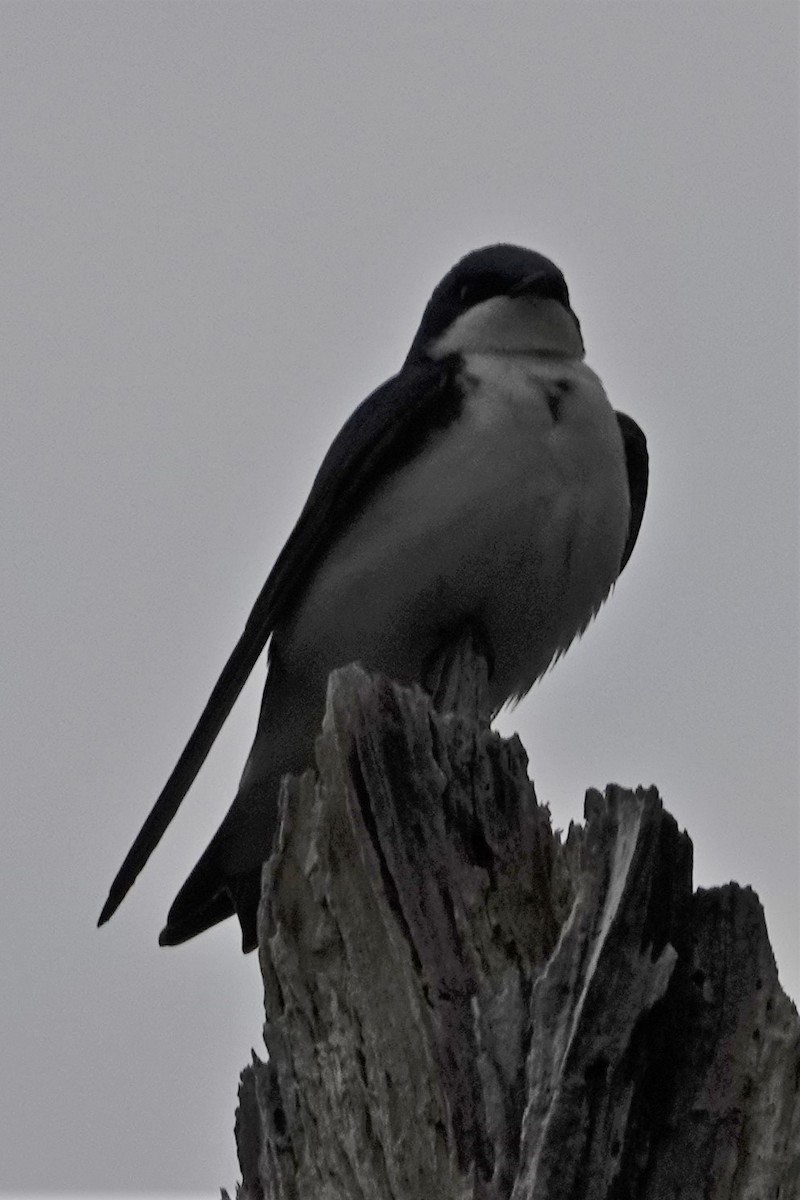 Tree Swallow - Dick Plambeck