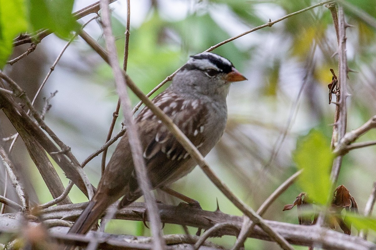 White-crowned Sparrow - Bill Wood