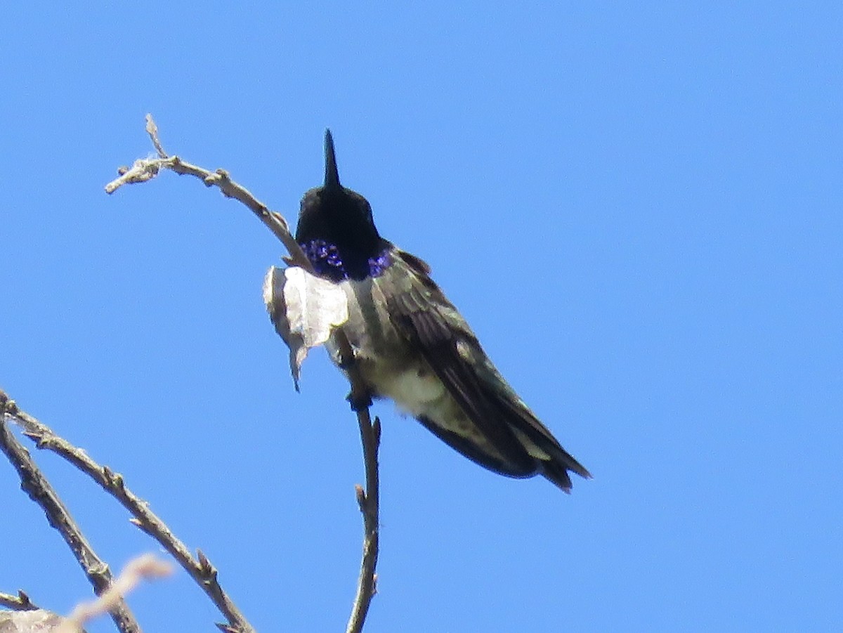 Black-chinned Hummingbird - ML153877341