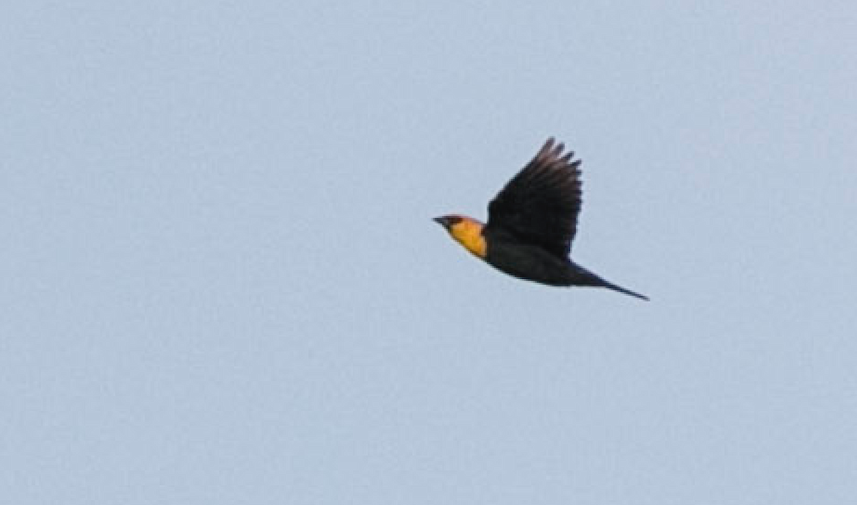 Yellow-headed Blackbird - ML153878501