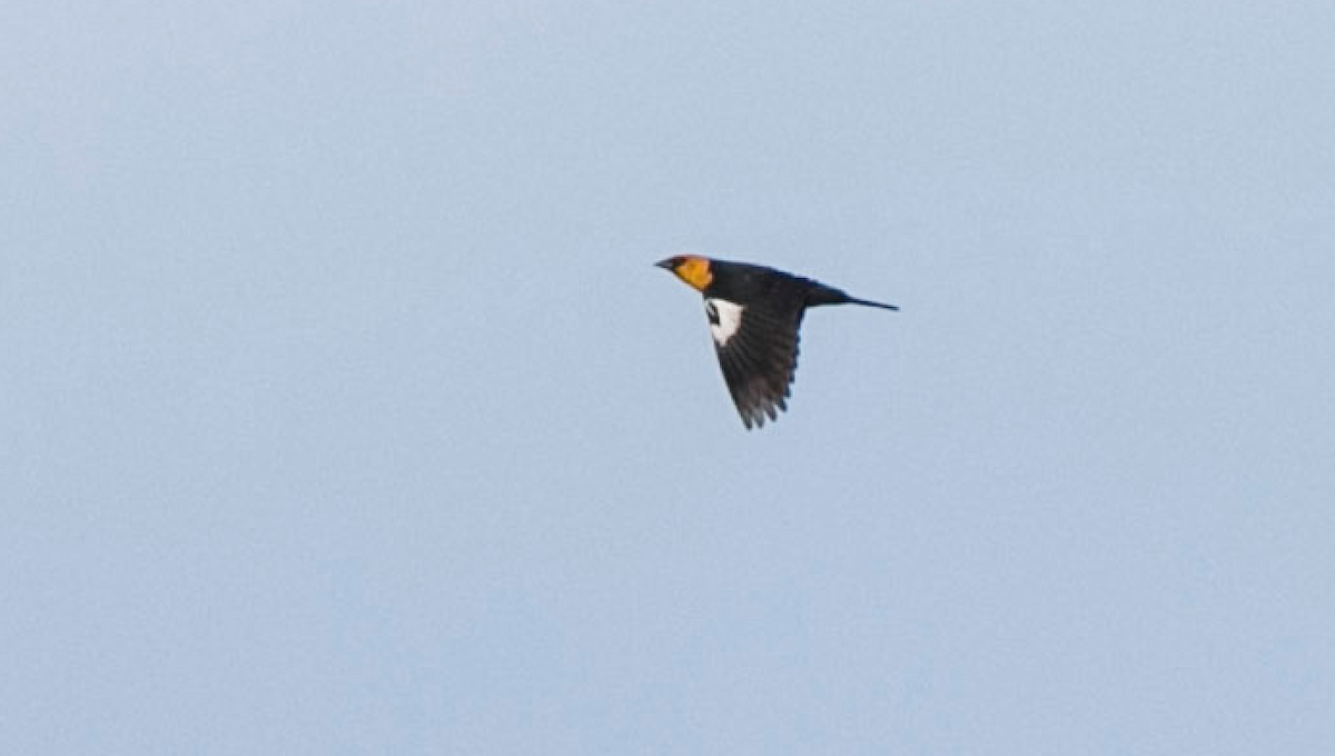 Yellow-headed Blackbird - ML153878511