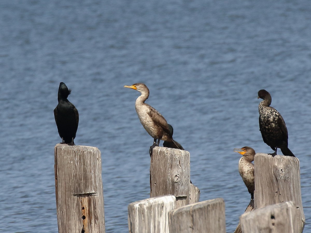 Double-crested Cormorant - Doug Beach