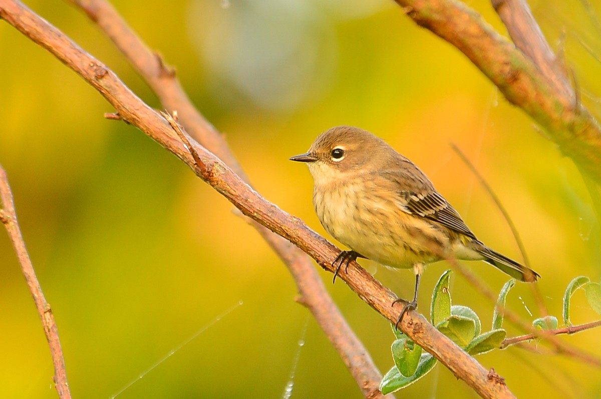 Yellow-rumped Warbler (Myrtle) - Daniel Irons