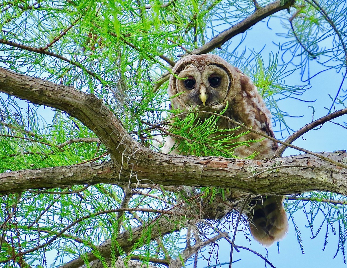 Barred Owl - Rolin Cosper