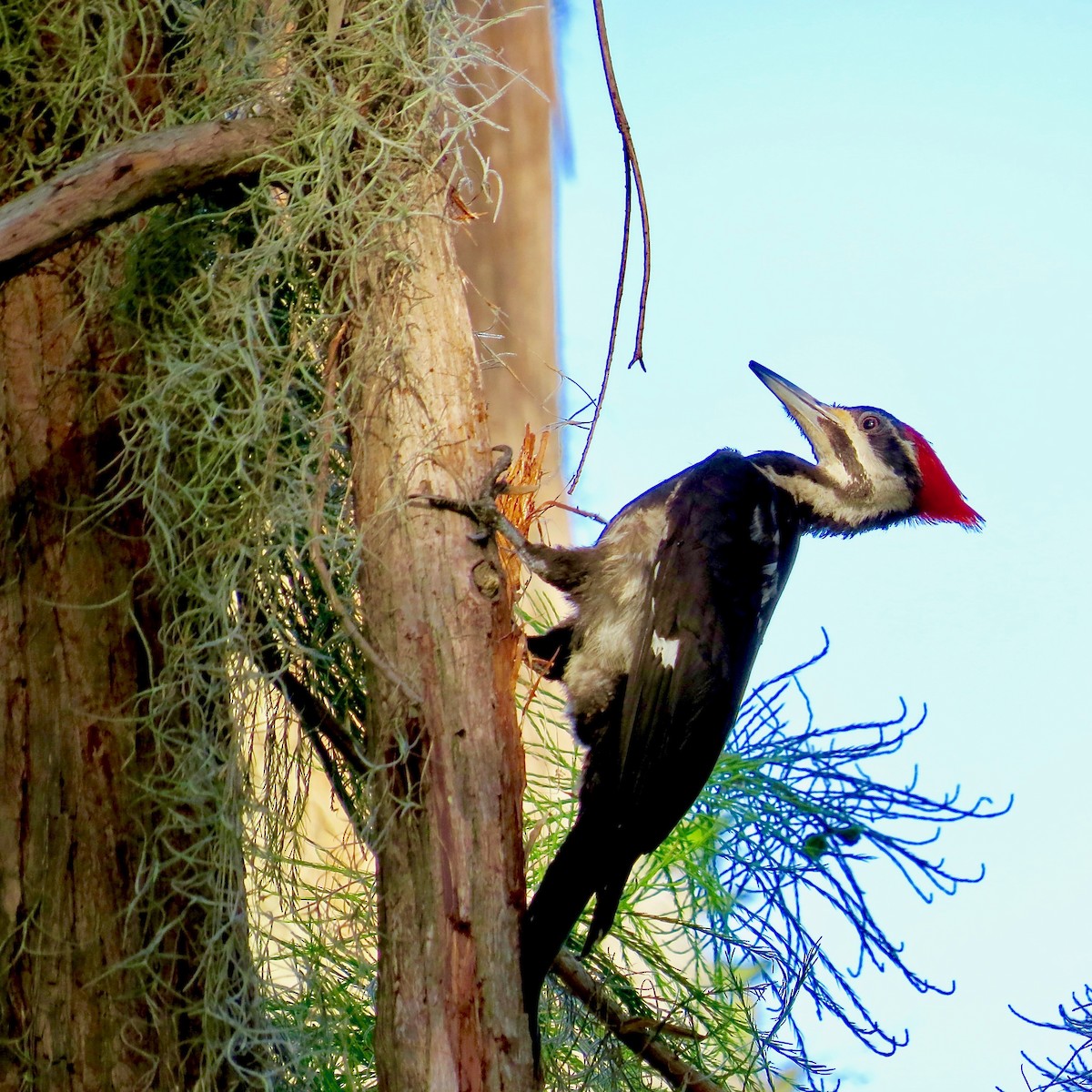 Pileated Woodpecker - ML153879071