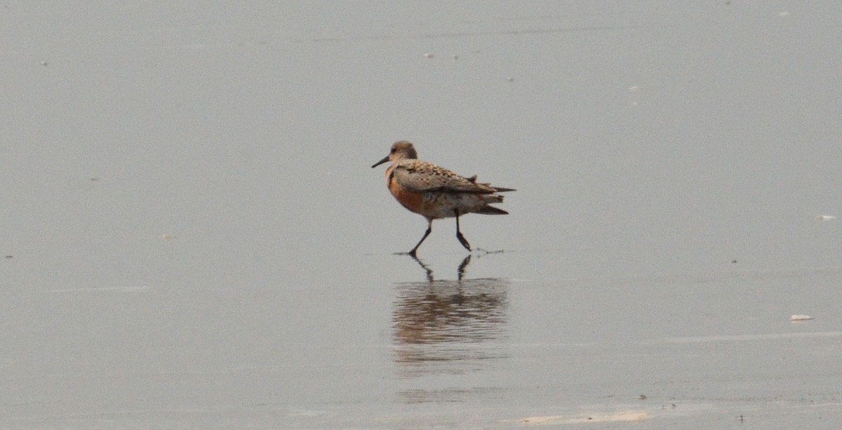 Red Knot - ML153879531