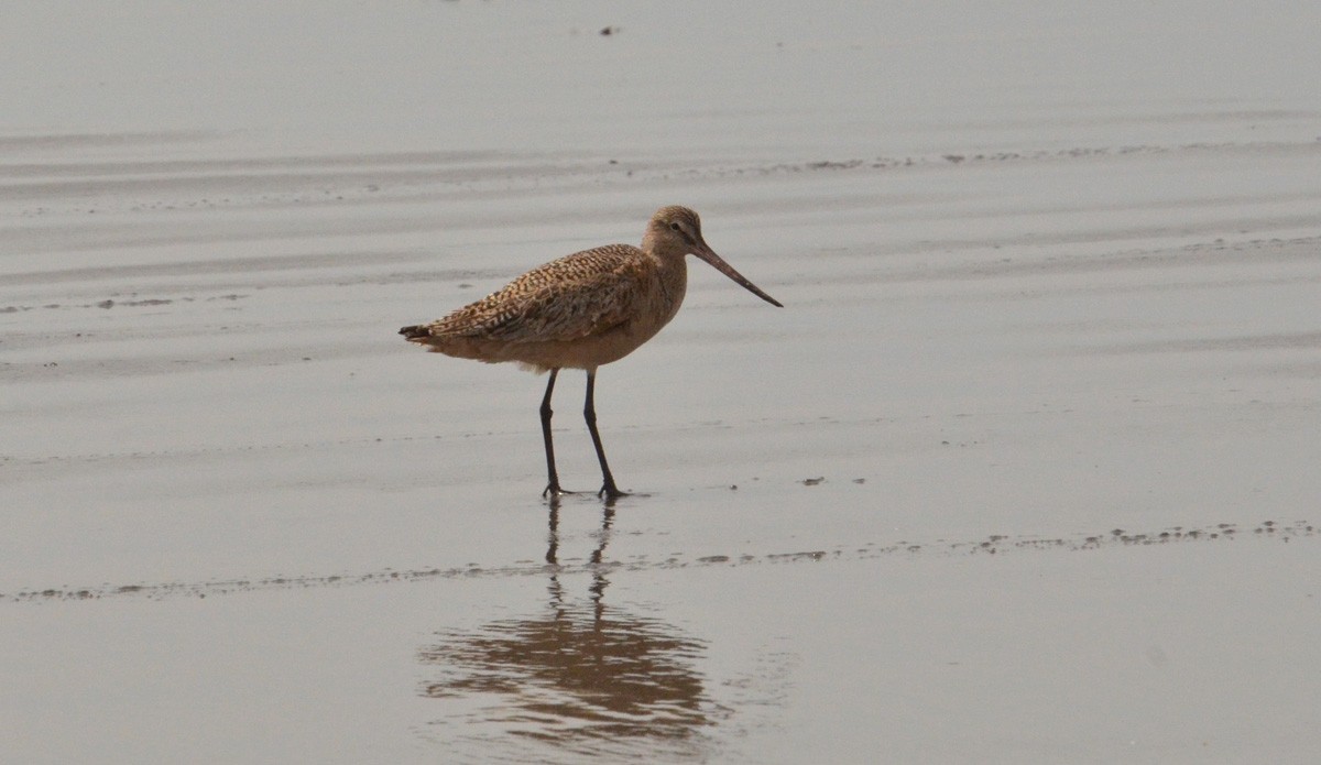 Marbled Godwit - J. Micheal Patterson