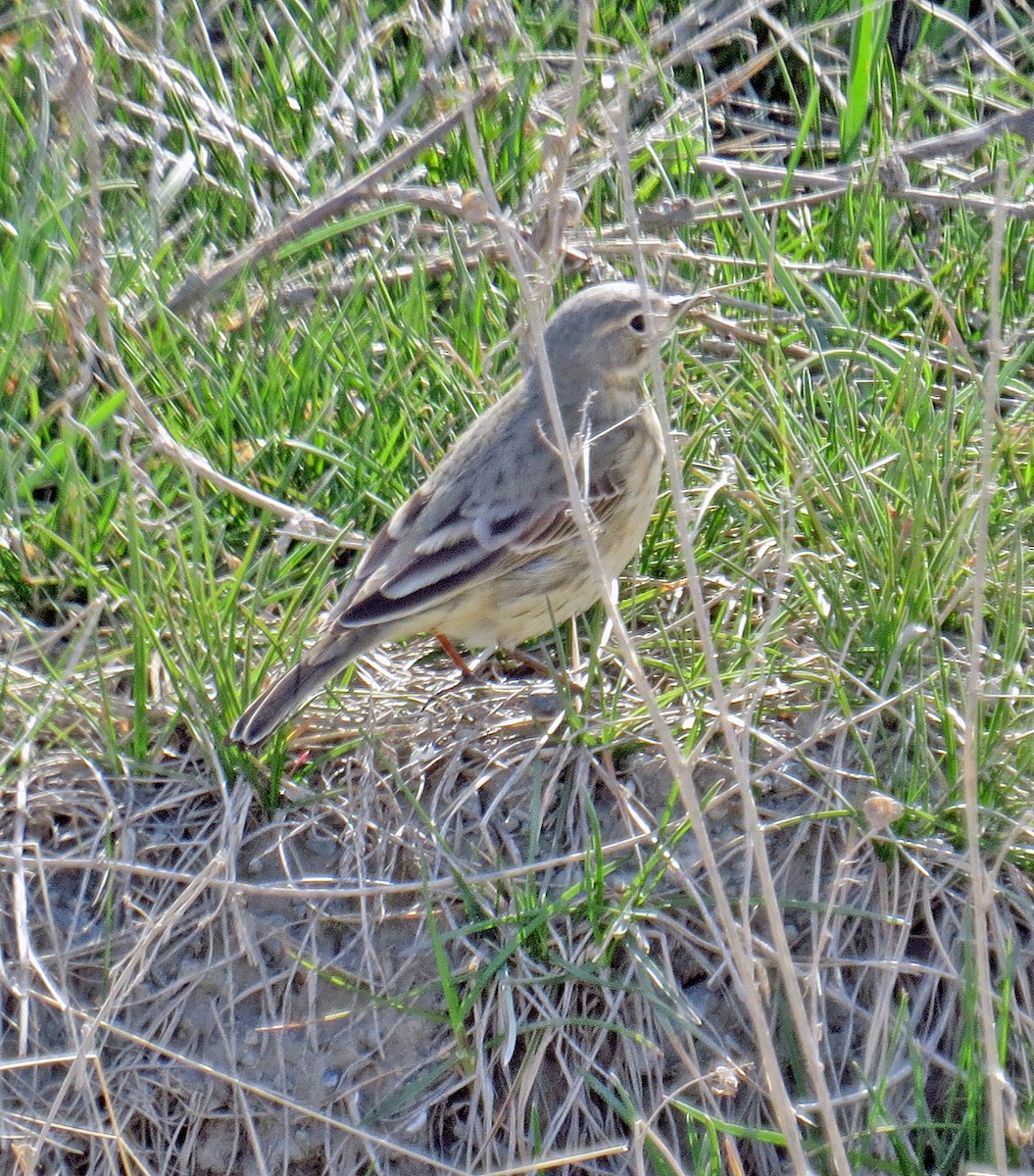 American Pipit - Sharon Henry
