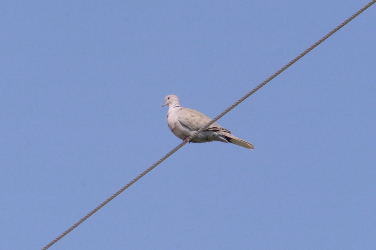 Eurasian Collared-Dove - Gail Smith