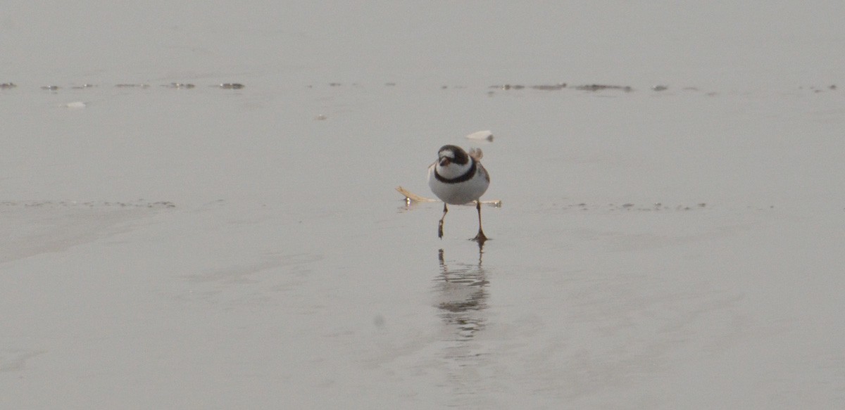 Semipalmated Plover - ML153879791