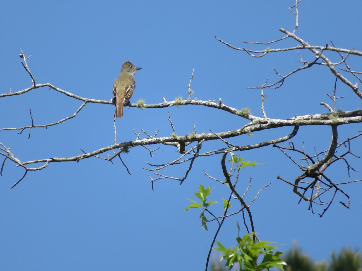 Great Crested Flycatcher - ML153880061