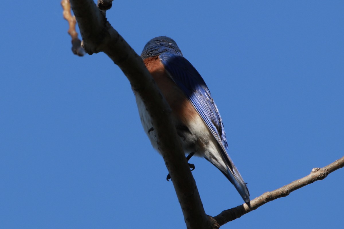 Eastern Bluebird - Zebedee Muller