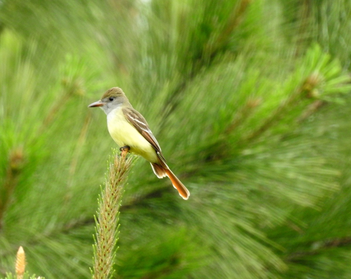 Great Crested Flycatcher - ML153880101