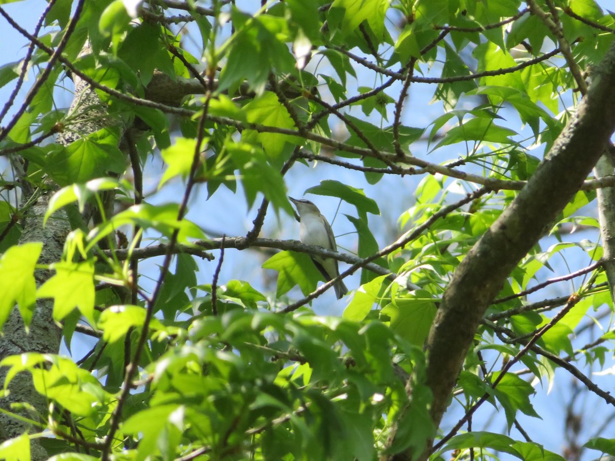 Red-eyed Vireo - Keith Reich