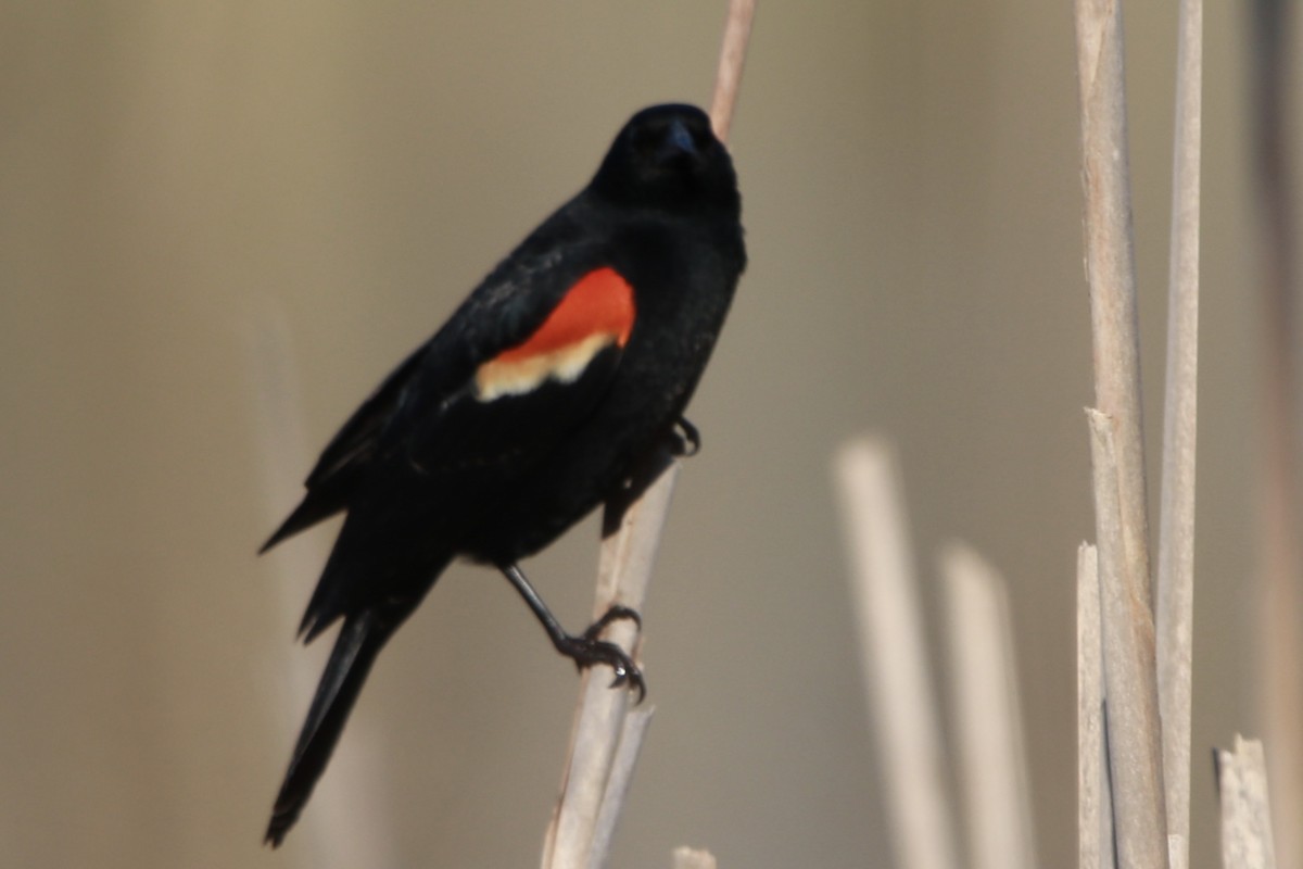 Red-winged Blackbird - Zebedee Muller