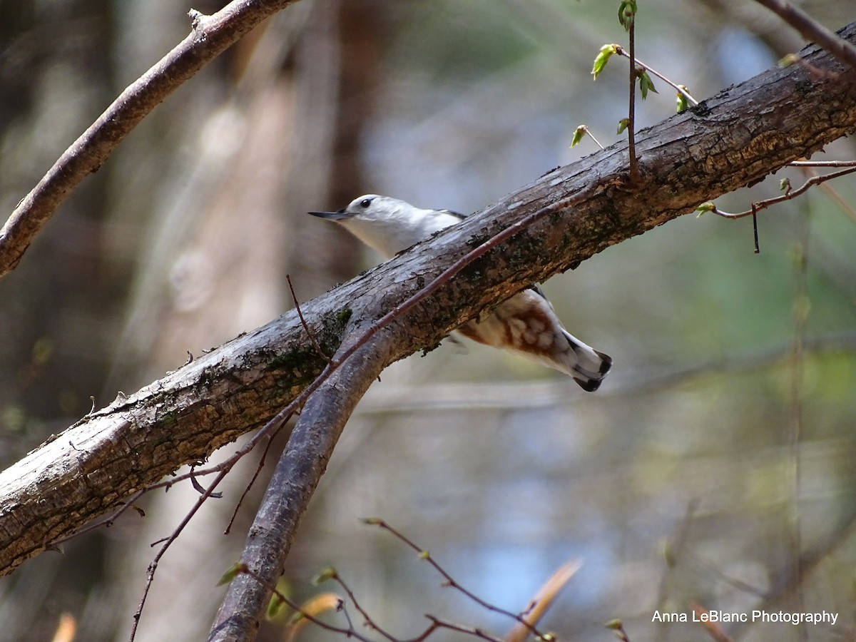 White-breasted Nuthatch (Eastern) - ML153881701