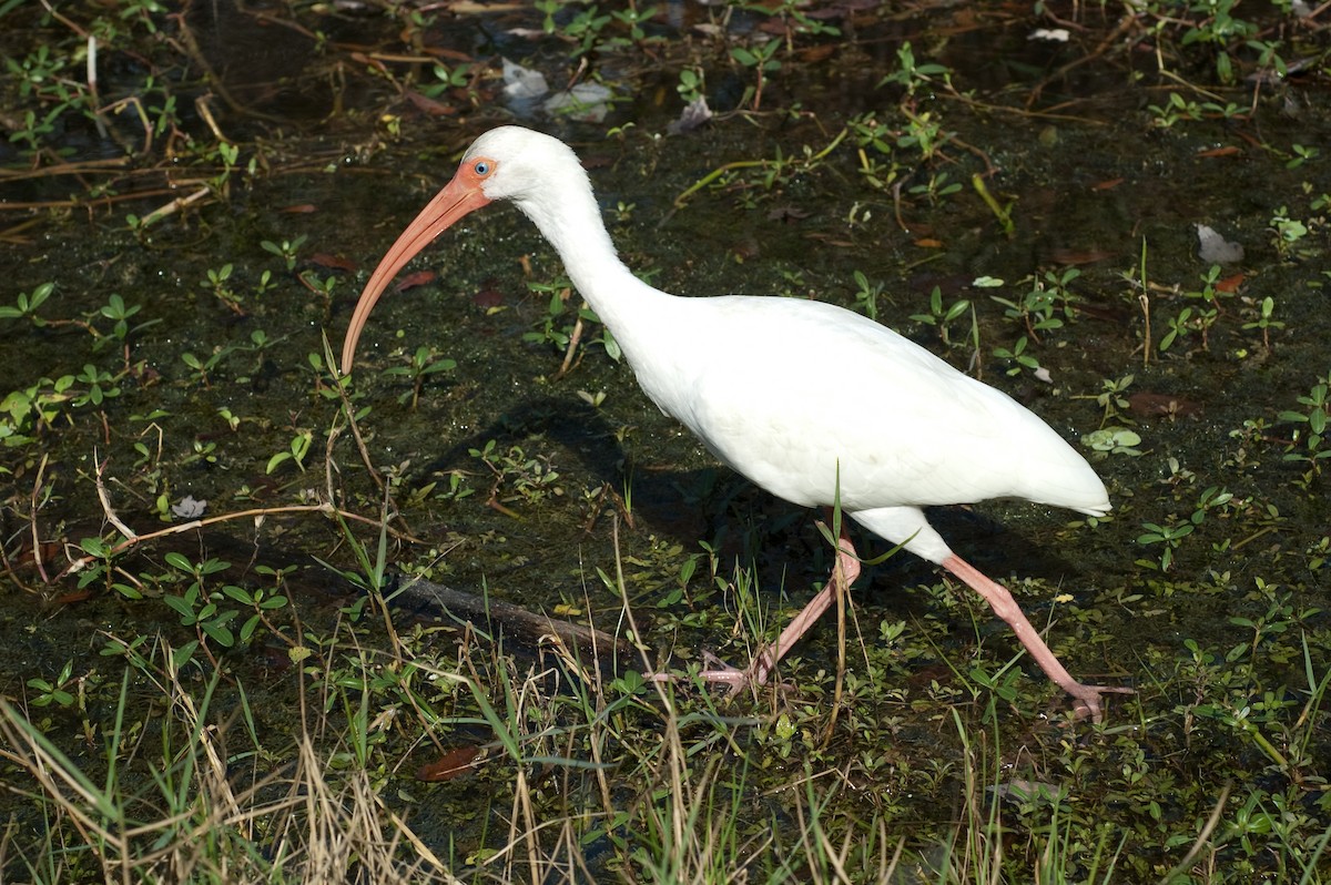 ibis bílý - ML153882011