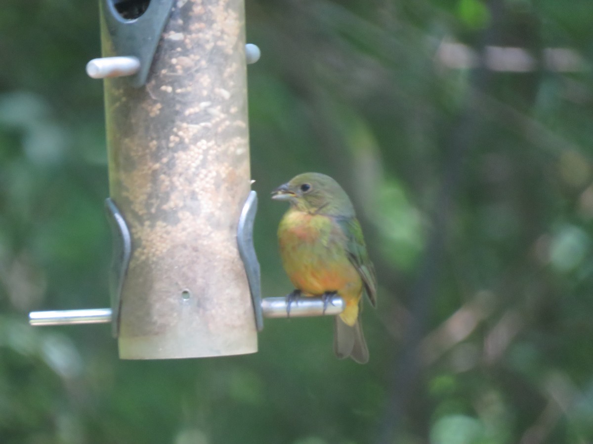 Painted Bunting - Jerry Griggs