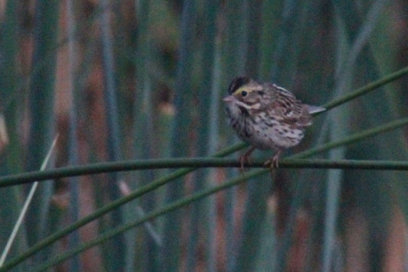 Savannah Sparrow - ML153882271