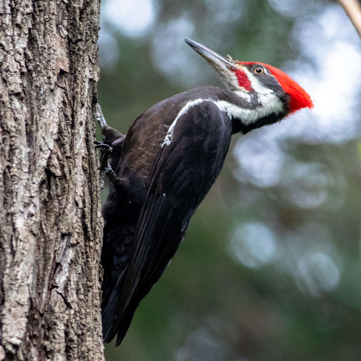 Pileated Woodpecker - Seymore Gulls