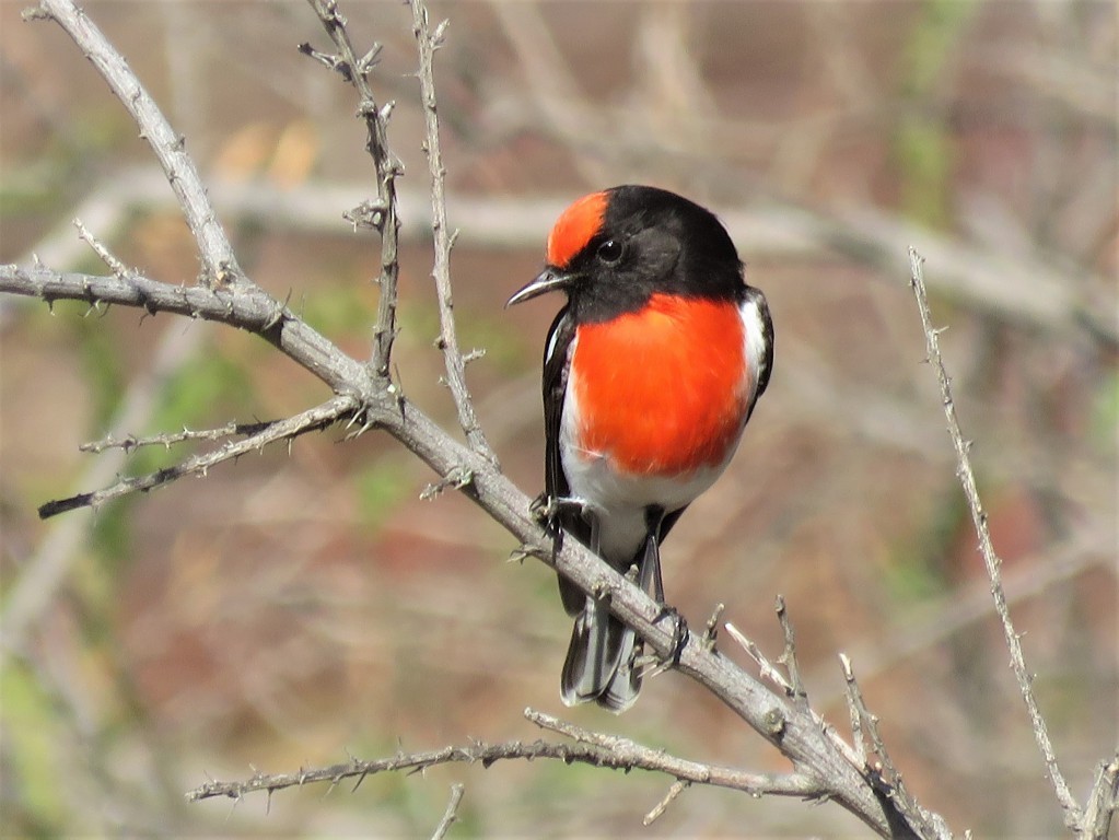 Red-capped Robin - Linda Hayes