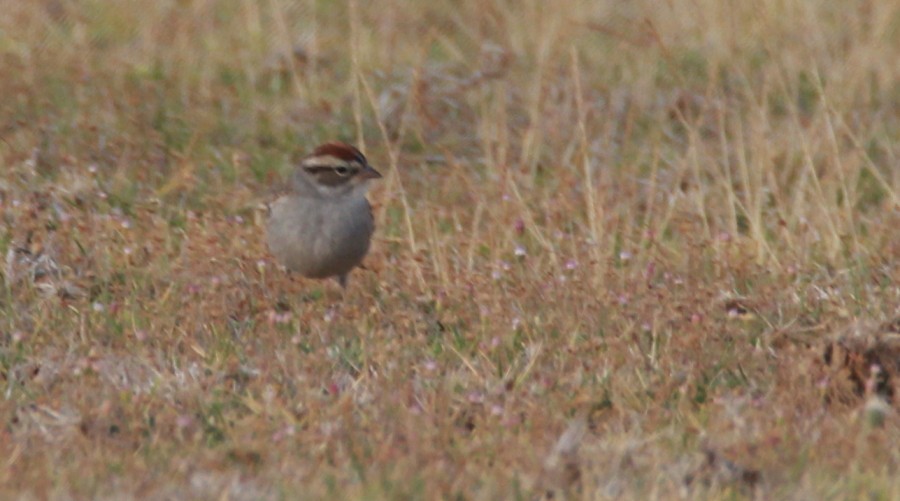 Chipping Sparrow - ML153882421