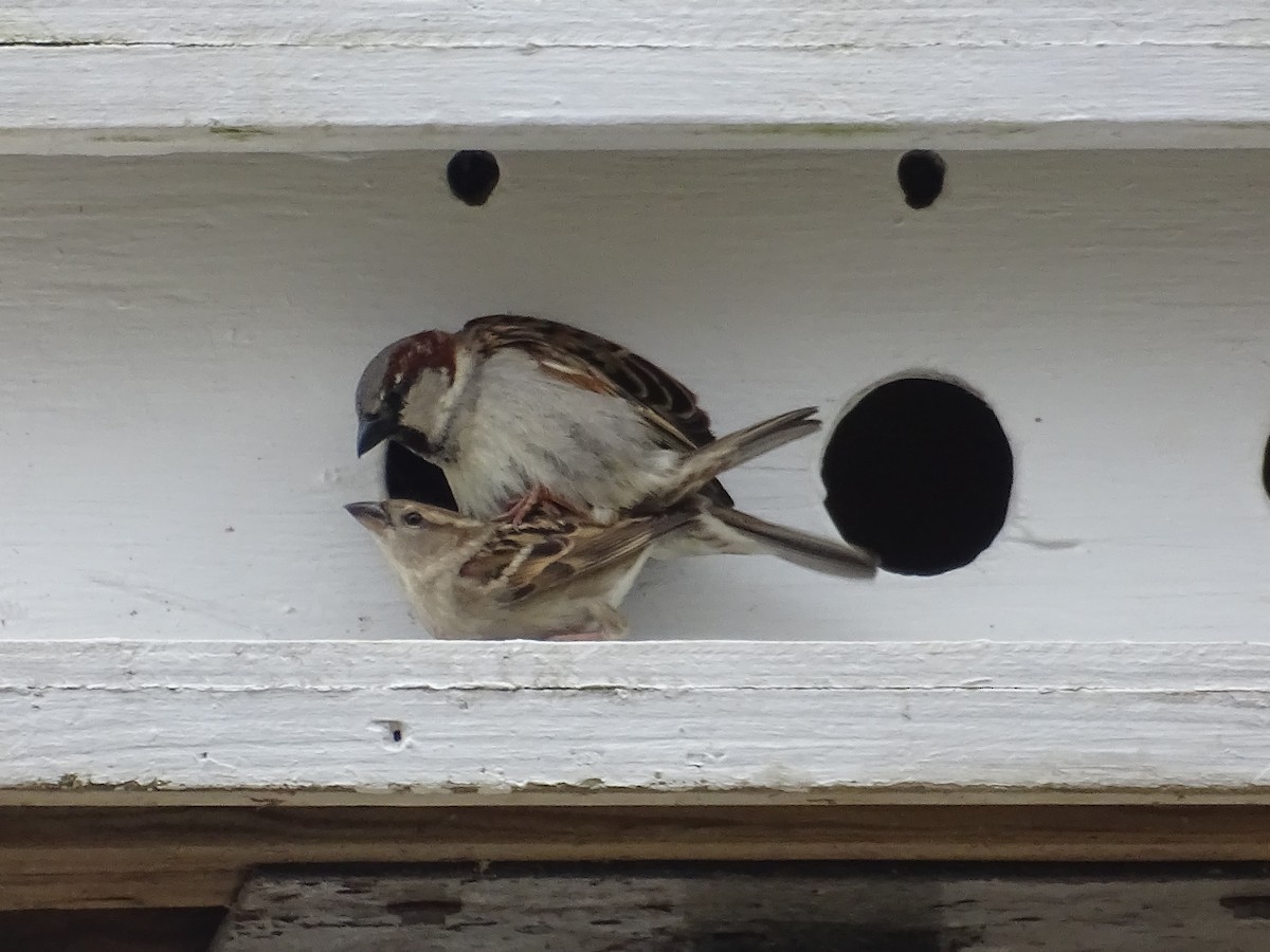 House Sparrow - Sally Isacco