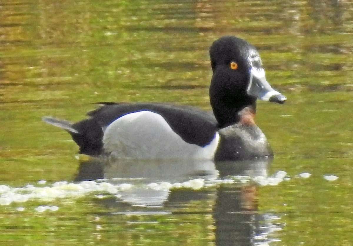 Ring-necked Duck - ML153883561
