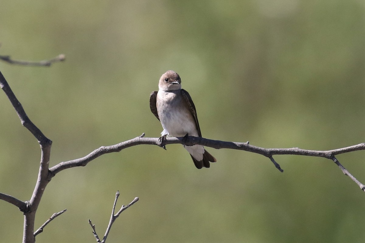 Northern Rough-winged Swallow - ML153883851