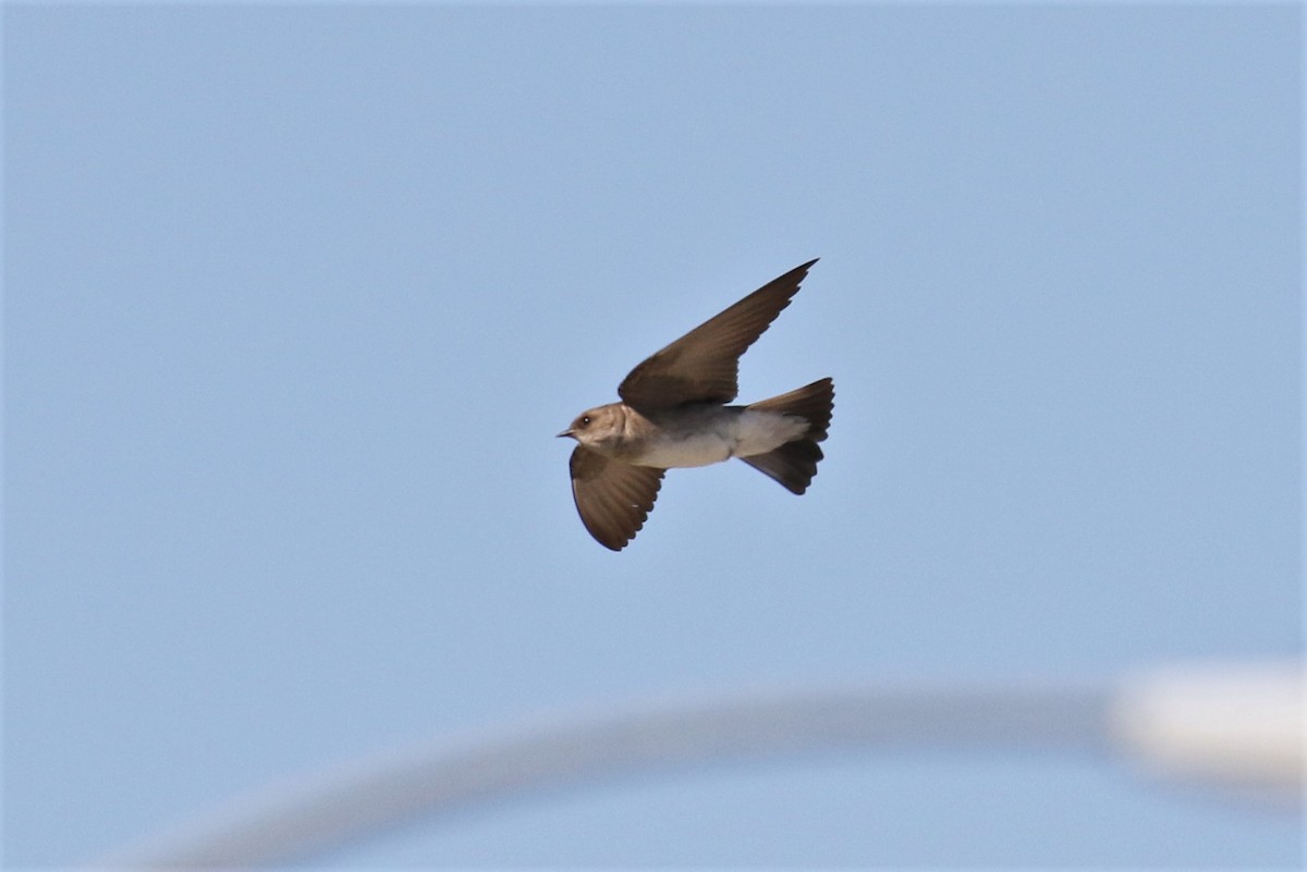 Northern Rough-winged Swallow - Tom Fangrow