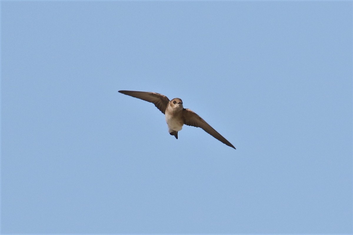 Northern Rough-winged Swallow - ML153884041