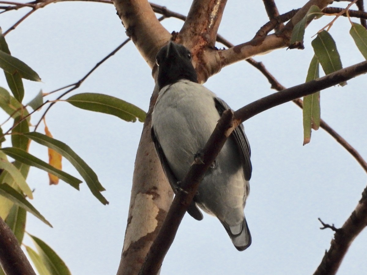 Madagascar Cuckooshrike - GARY DOUGLAS