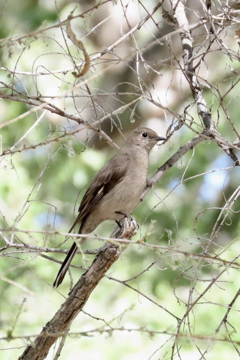 Townsend's Solitaire - ML153885871