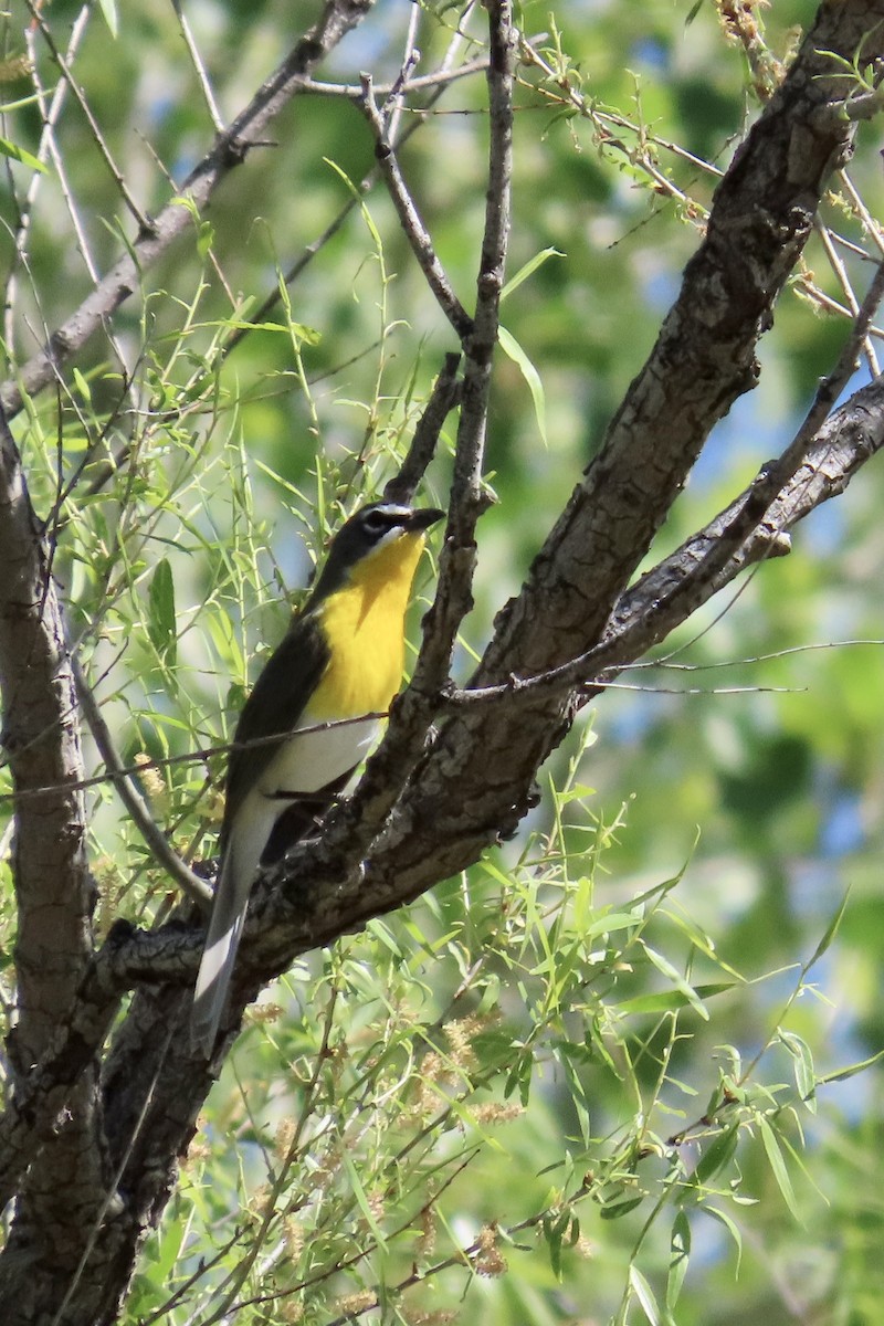 Yellow-breasted Chat - ML153886111