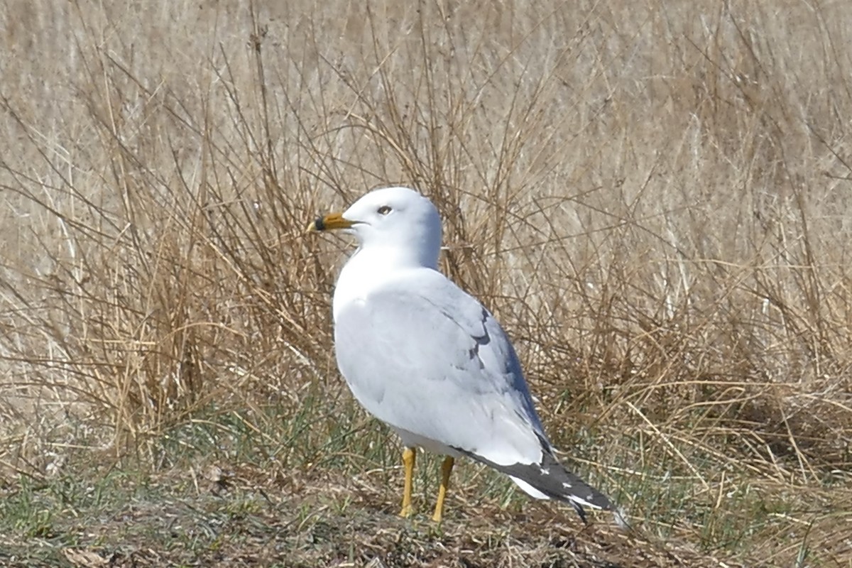Ring-billed Gull - Lorrie Anderson