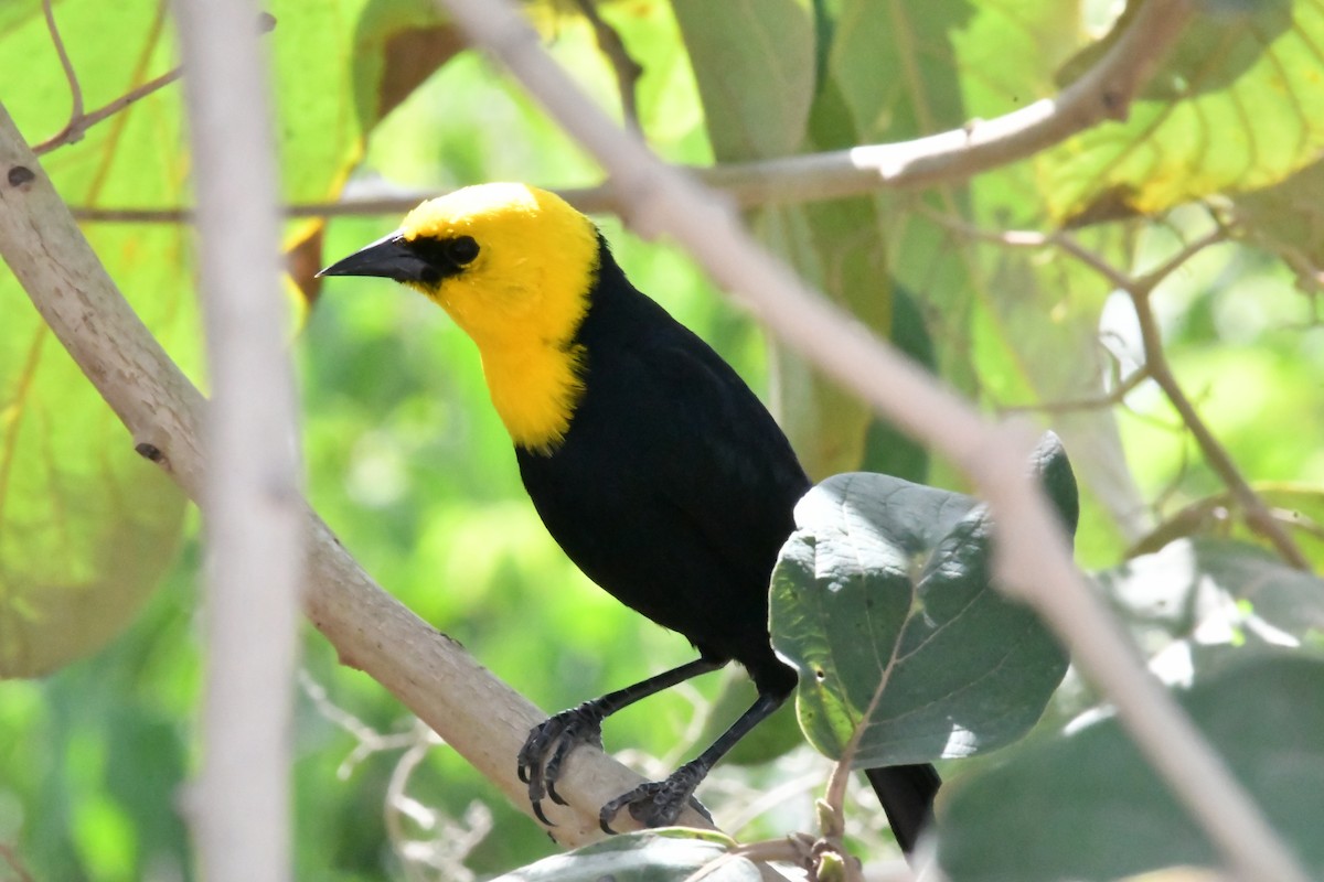 Yellow-hooded Blackbird - ML153886811