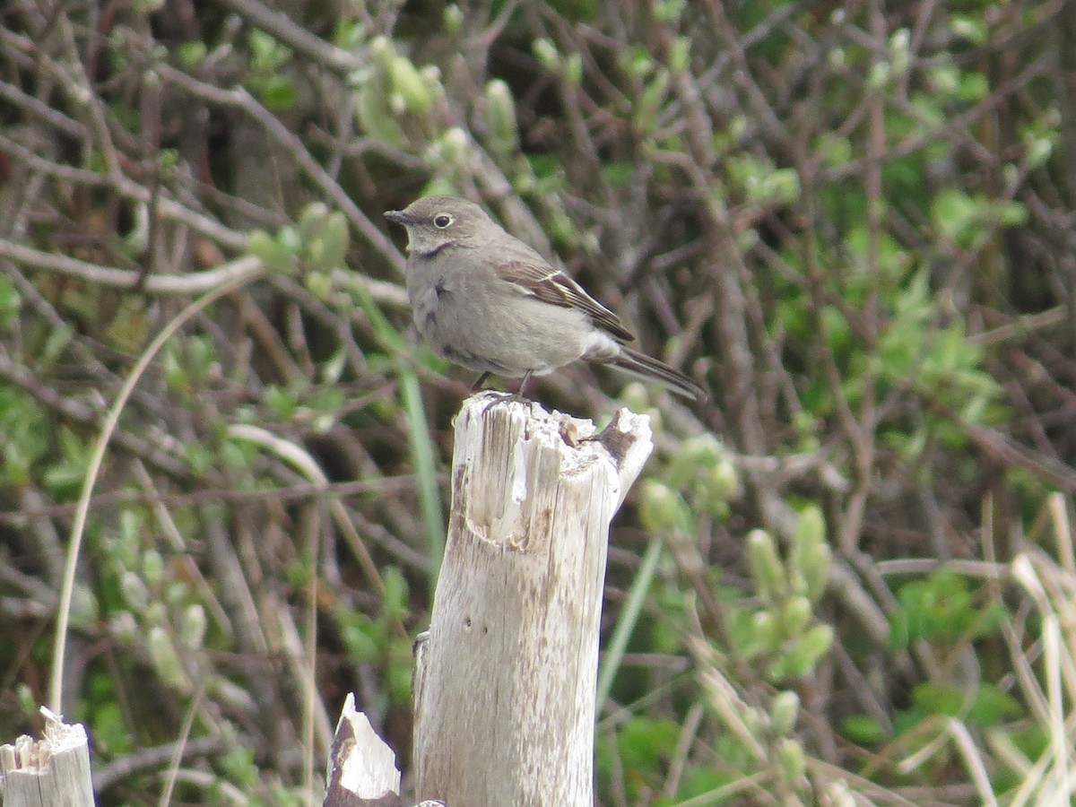 Townsend's Solitaire - ML153887031